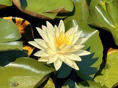-微山湖红荷湿地景区