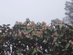 -九峰山