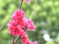 -天适樱花悠乐园