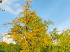 -三里屯东五街银杏大道