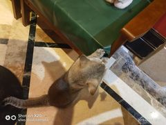 -猫色咖啡·猫咖