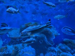 -海合安成都极地海洋公园