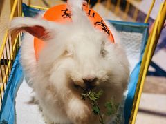 -猫色咖啡·猫咖