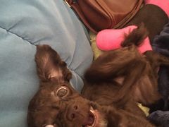 艾咪宠物店-艾咪宠物店(长宁支路店)