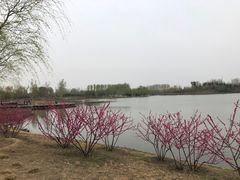 -东郊湿地公园