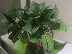 -艾柏堂8090推拿艾灸养生(御庭府邸店)