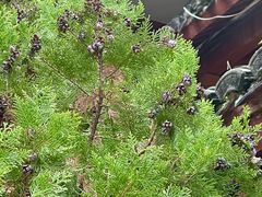 -东天目山风景区