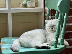 -猫小院猫主题餐厅(南锣旗舰店)