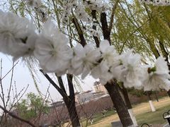-莲花池公园