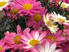 -金科花卉市场