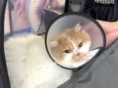 -博特宠物医院24h犬猫全科.骨科·异宠