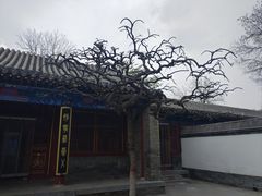 -荣国府