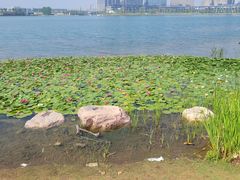 -北龙湖湿地公园