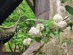 -惠山古镇·寄畅园