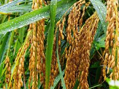 -紫鹊界梯田景区