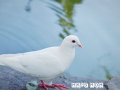 -西园寺