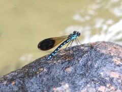 -广州白江湖森林公园