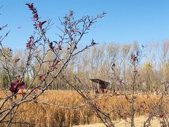 -东郊湿地公园