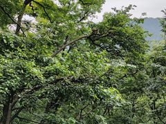 -黔灵山公园