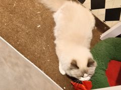 -大型宠物商超·宠海王国·宠物猫狗活体·用品·美容(新世界百货重庆店)