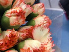 -双季花艺园艺市场(浦东店)