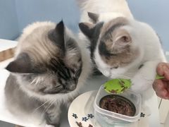 -喵的天空名猫咖啡馆·撸猫·猫舍·用品