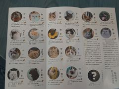 -喵屿·大理花园猫咖