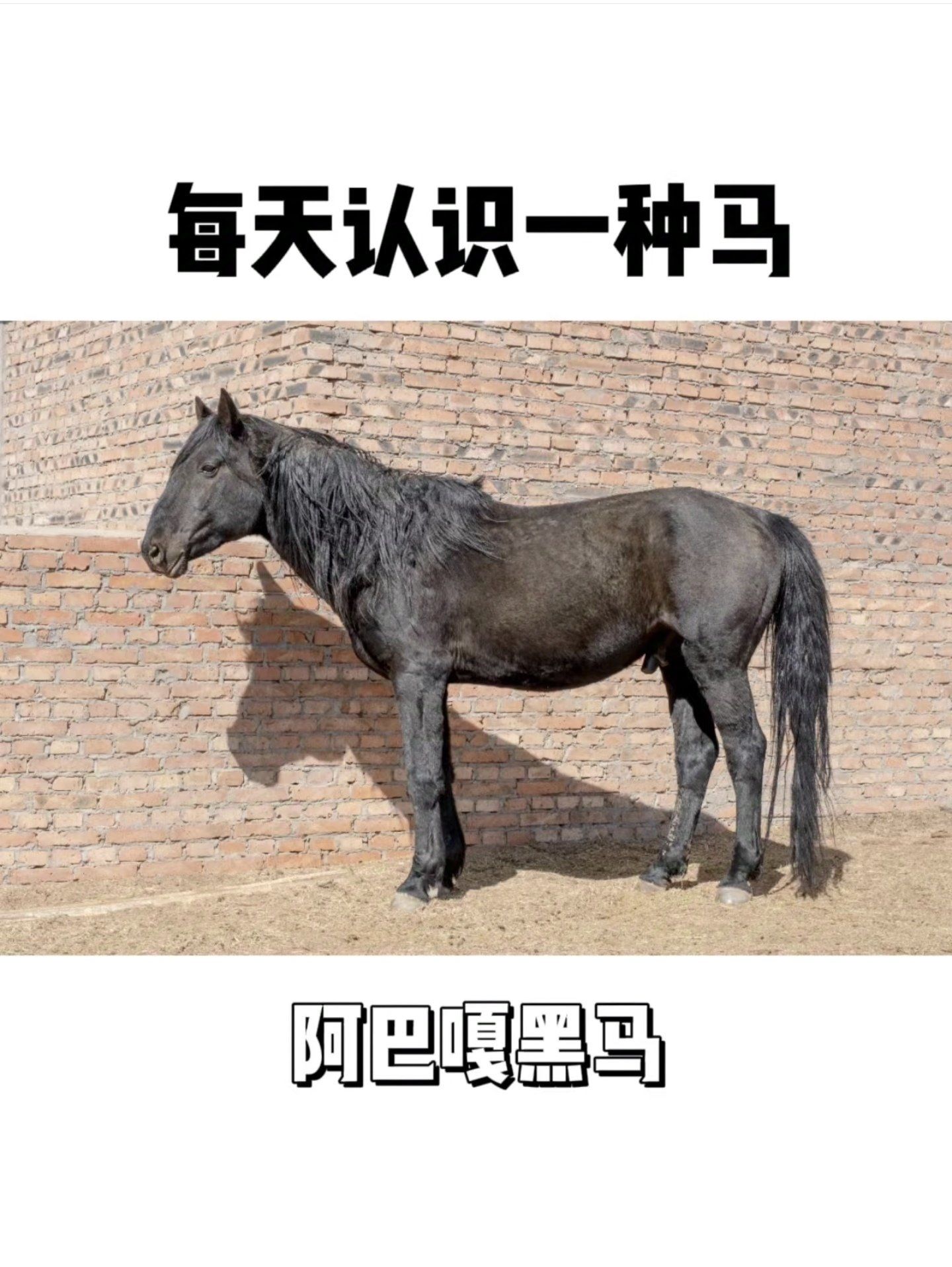 阿巴嘎黑马