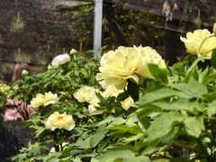 -洛阳市隋唐城遗址植物园