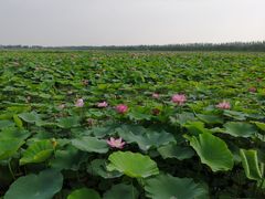 -西青郊野公园