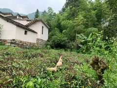 -塔川景区
