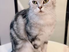 -猫房·猫吧·猫咖(龙湖时代汇店)