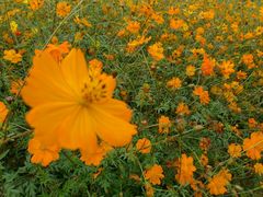 花海-北京东方普罗旺斯薰衣草庄园