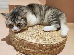 -猫儿山۰猫主题餐厅