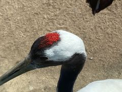 -盐城丹顶鹤湿地生态旅游区