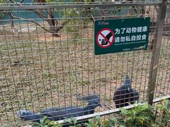 -深圳野生动物园