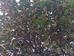 &nbsp;桂花树-紫荆山公园