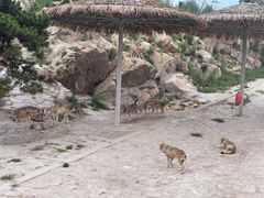 -西霞口神雕山野生动物世界