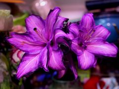 -一花一忆(松榆里市场店)