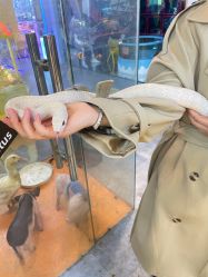 -神奇动物撸宠馆·羊驼·小浣熊·异宠(豫园店)