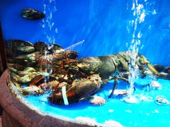 -食神鱼头佛跳墙(百子湾旗舰店)