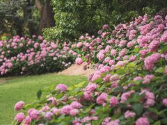 -上海滨江森林公园