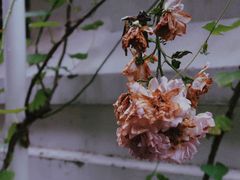 -浅行深作咖啡坊