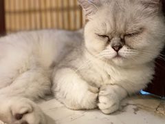 -猫小院猫主题咖啡厅(北锣店)