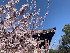 -颐和园