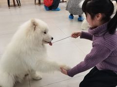 -安格丽娜·狗咖·猫咖羊驼咖(春熙路百盛商场店)