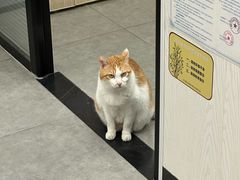 -凯特喵百思猫专科医院
