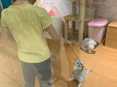 -猫冇咖·家门口的撸猫馆(大融城店)