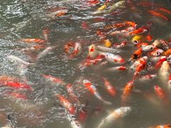 -青枫公园