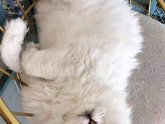 -喵屿·大理花园猫咖